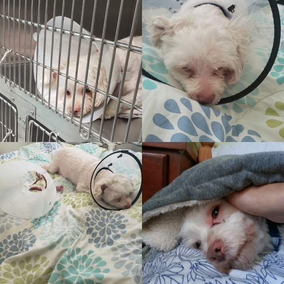 Meet your Posher, Iris - Picture 8 of 8